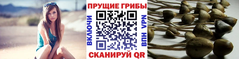 наркотики  OMG маркетплейс  Псилоцибиновые грибы прущие грибы  Шебекино 